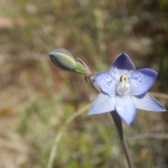 Thelymitra simulata at Environa, NSW - 10 Nov 2017