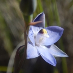 Thelymitra simulata at Environa, NSW - 10 Nov 2017