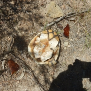 Chelodina longicollis at Environa, NSW - 10 Nov 2017 11:40 AM