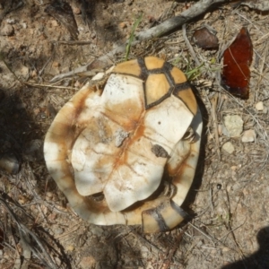 Chelodina longicollis at Environa, NSW - 10 Nov 2017