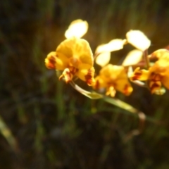 Diuris semilunulata (Late Leopard Orchid) at Environa, NSW - 10 Nov 2017 by MichaelMulvaney