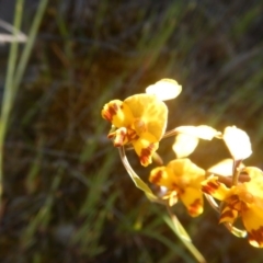 Diuris semilunulata at Environa, NSW - 10 Nov 2017