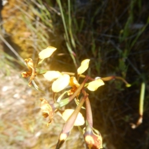 Diuris semilunulata at Environa, NSW - 10 Nov 2017