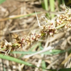 Lomandra longifolia (Spiny-headed Mat-rush, Honey Reed) at Yass, NSW - 19 Nov 2017 by Ryl