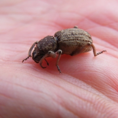 Cubicorhynchus sp. (genus) (Ground weevil) at Yass, NSW - 19 Nov 2017 by Ryl