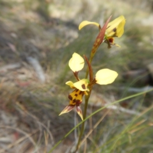 Diuris sulphurea at Tuggeranong DC, ACT - 10 Nov 2017