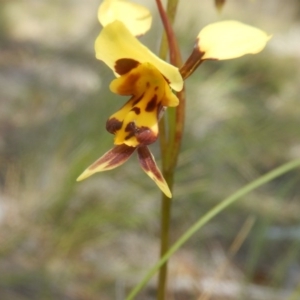 Diuris sulphurea at Tuggeranong DC, ACT - 10 Nov 2017