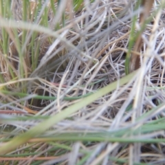 Diuris sulphurea at Tuggeranong DC, ACT - 10 Nov 2017