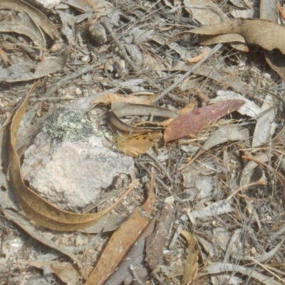 Trapezites eliena (Orange Ochre) at Rob Roy Range - 10 Nov 2017 by MichaelMulvaney