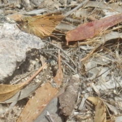 Trapezites eliena at Tuggeranong DC, ACT - 10 Nov 2017 02:30 PM