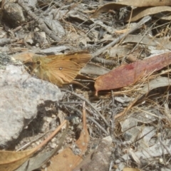 Trapezites eliena at Tuggeranong DC, ACT - 10 Nov 2017 02:30 PM