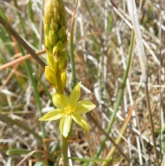 Bulbine glauca (Rock Lily) at Yass, NSW - 5 Oct 2017 by Ryl