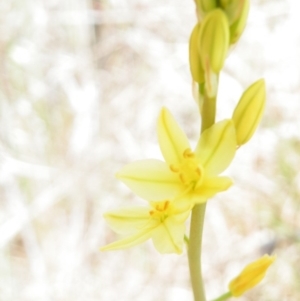 Bulbine glauca at Yass, NSW - 5 Oct 2017 10:50 AM