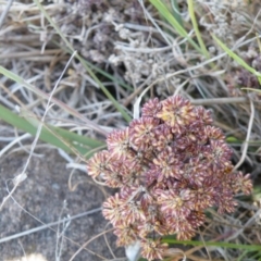 Lomandra multiflora (Many-flowered Matrush) at Yass, NSW - 5 Oct 2017 by Ryl