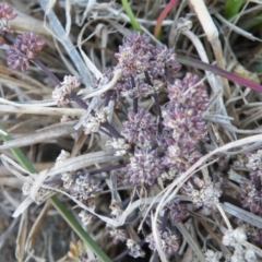 Lomandra multiflora at Yass, NSW - 5 Oct 2017