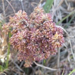 Lomandra multiflora at Yass, NSW - 5 Oct 2017