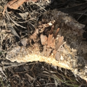 Laetiporus portentosus at Majura, ACT - 20 Nov 2017 09:24 PM