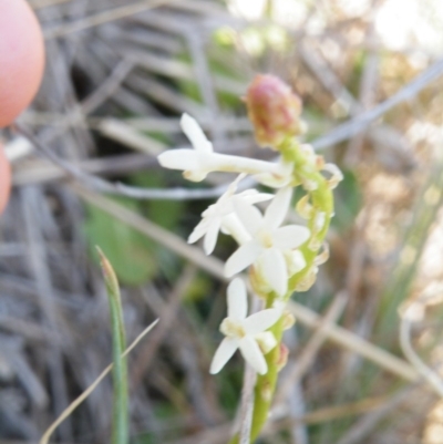 Stackhousia monogyna (Creamy Candles) at Yass, NSW - 5 Oct 2017 by Ryl
