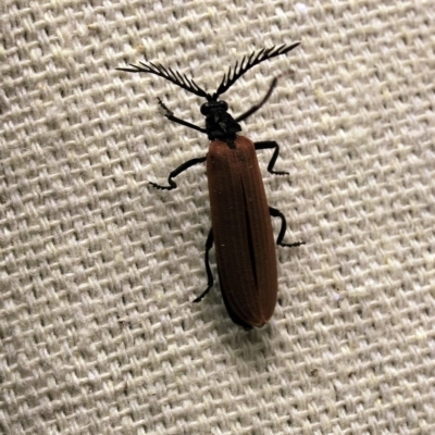 Porrostoma sp. (genus) (Lycid, Net-winged beetle) at O'Connor, ACT - 7 Oct 2017 by ibaird