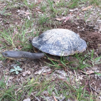 Chelodina longicollis (Eastern Long-necked Turtle) at Stromlo, ACT - 18 Nov 2017 by Hmt8952