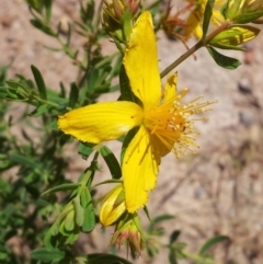 Hypericum perforatum (St John's Wort) at Mount Taylor - 20 Nov 2017 by RosemaryRoth