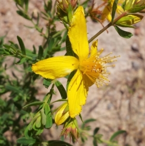 Hypericum perforatum at Kambah, ACT - 20 Nov 2017 11:09 AM