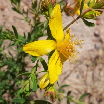 Hypericum perforatum (St John's Wort) at Mount Taylor - 20 Nov 2017 by RosemaryRoth