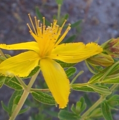 Hypericum perforatum at Kambah, ACT - 20 Nov 2017