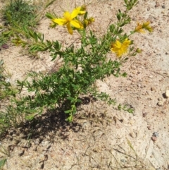 Hypericum perforatum at Kambah, ACT - 20 Nov 2017