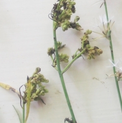 Aceria chondrillae (Chondrilla gall mite, Skeletonweed gall mite) at Hughes Garran Woodland - 30 Jan 2016 by ruthkerruish