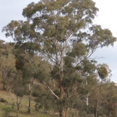 Eucalyptus melliodora (Yellow Box) at Tuggeranong Hill - 12 Nov 2017 by michaelb