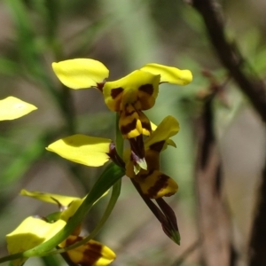 Diuris sulphurea at Paddys River, ACT - 20 Nov 2017