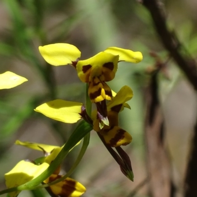 Diuris sulphurea (Tiger Orchid) at Paddys River, ACT - 20 Nov 2017 by roymcd