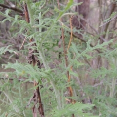 Senecio bathurstianus (Rough Fireweed) at Tuggeranong Hill - 12 Nov 2017 by michaelb