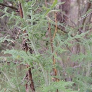 Senecio bathurstianus at Conder, ACT - 12 Nov 2017