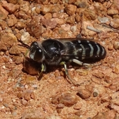 Bembix sp. (genus) (Unidentified Bembix sand wasp) at Paddys River, ACT - 20 Nov 2017 by roymcd