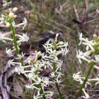 Stackhousia monogyna (Creamy Candles) at Tennent, ACT - 21 Nov 2017 by W