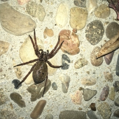 Venatrix sp. (genus) at Australian National University - 20 Nov 2017 by W