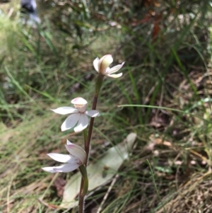 Caladenia alpina at Cotter River, ACT - suppressed