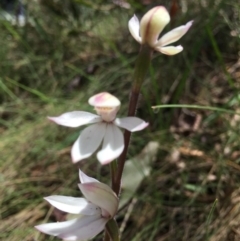 Caladenia alpina at Cotter River, ACT - 21 Nov 2017