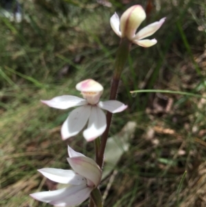 Caladenia alpina at Cotter River, ACT - suppressed