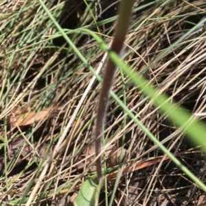 Caladenia alpina at Cotter River, ACT - suppressed