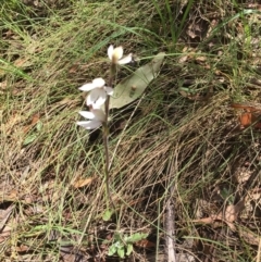 Caladenia alpina at Cotter River, ACT - suppressed