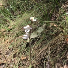 Caladenia alpina at Cotter River, ACT - suppressed