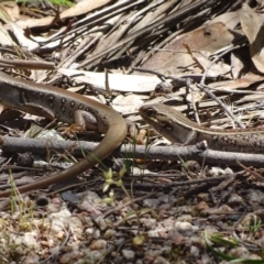 Liopholis whitii (White's Skink) at Namadgi National Park - 20 Nov 2017 by roymcd