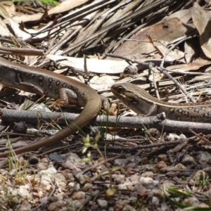 Liopholis whitii at Cotter River, ACT - 20 Nov 2017 12:10 PM