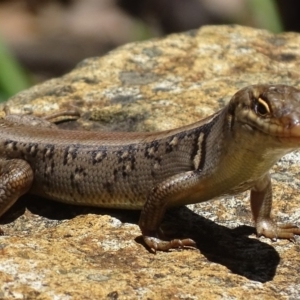 Liopholis whitii at Cotter River, ACT - 20 Nov 2017 12:10 PM