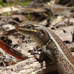 Liopholis whitii at Cotter River, ACT - 20 Nov 2017 12:10 PM