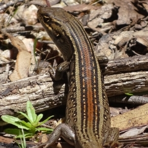 Liopholis whitii at Cotter River, ACT - 20 Nov 2017 12:10 PM