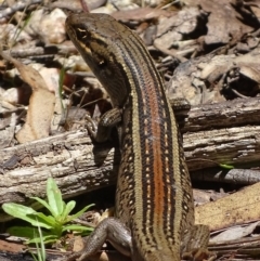 Liopholis whitii at Cotter River, ACT - 20 Nov 2017